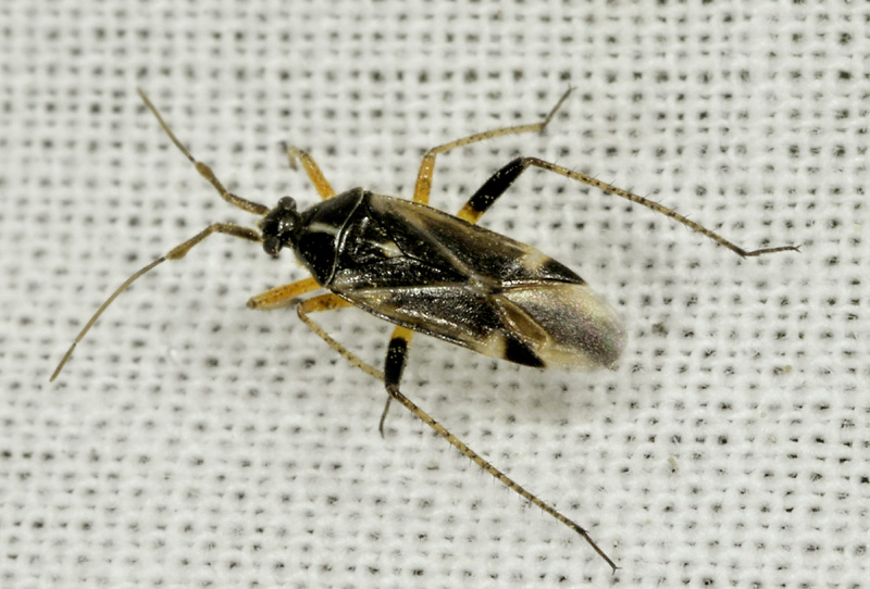 Miridae: Harpocera thoracica, maschio